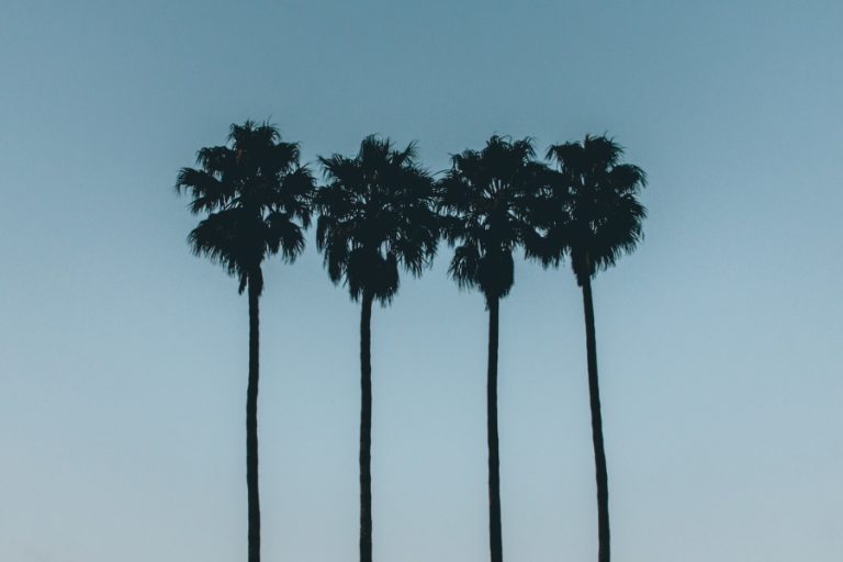 hoeveel geld fire - silhouette photo of four palm trees