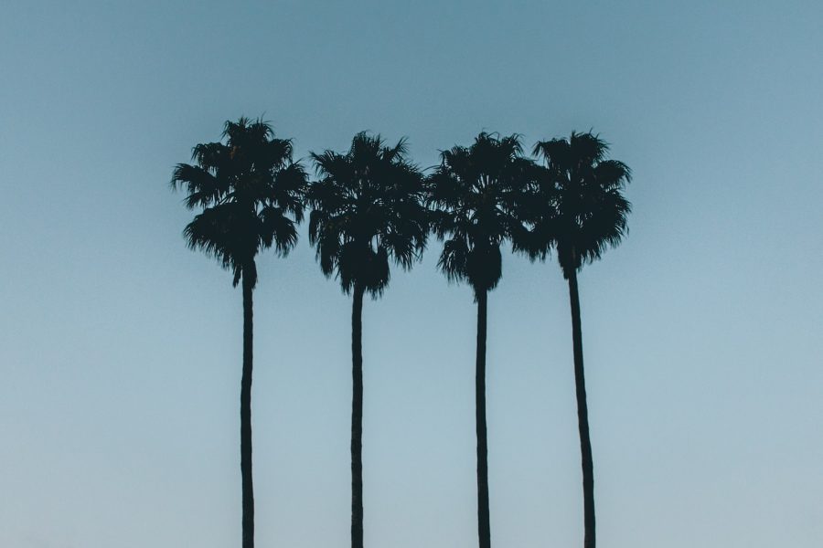 hoeveel geld fire - silhouette photo of four palm trees